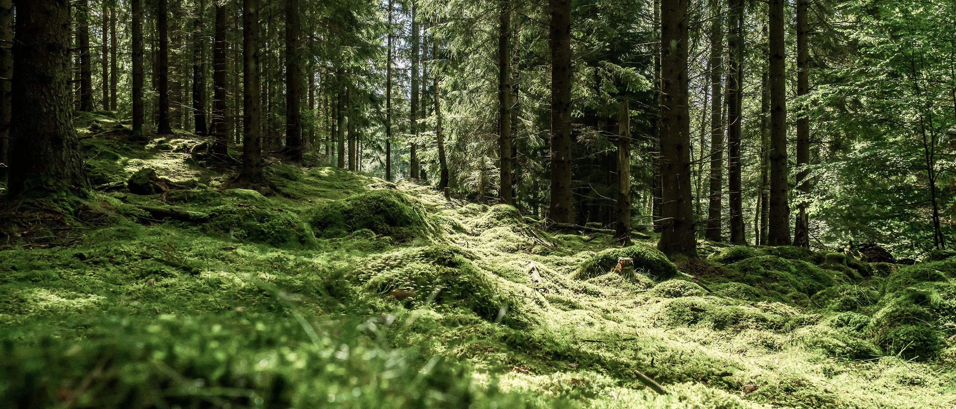 Nachhaltigkeit Stage Bild